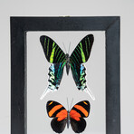 3 Genuine Peruvian Butterflies // Black Display Frame