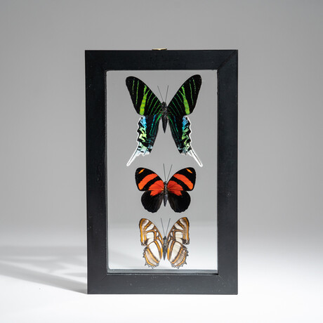 3 Genuine Peruvian Butterflies // Black Display Frame