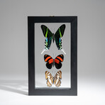 3 Genuine Peruvian Butterflies // Black Display Frame