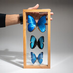 3 Genuine Blue Morpho Butterflies // Natural Display Frame