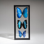 3 Genuine Blue Morpho Butterflies // Black Display Frame