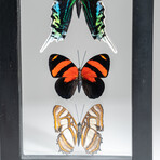 3 Genuine Peruvian Butterflies // Black Display Frame