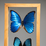 3 Genuine Blue Morpho Butterflies // Natural Display Frame