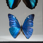 3 Genuine Blue Morpho Butterflies // Black Display Frame