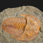 Genuine Trilobite (Ptychopariida) Clustered Fossil on Matrix + Acrylic Display Stand v.2