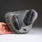 Genuine Asaphus Intermedius Trilobite Cluster + Acrylic Display Stand v.1