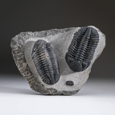 Genuine Asaphus Intermedius Trilobite Cluster + Acrylic Display Stand v.1