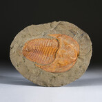 Genuine Trilobite (Ptychopariida) Clustered Fossil on Matrix + Acrylic Display Stand v.2