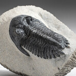 Genuine Trilobite Fossil (Ptychopariida) on Matrix + Acrylic Display Stand v.2