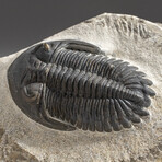 Genuine Trilobite Fossil (Ptychopariida) on Matrix + Acrylic Display Stand v.3