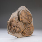 Genuine Trilobite (Ptychopariida) Clustered Fossil on Matrix + Acrylic Display Stand v.1