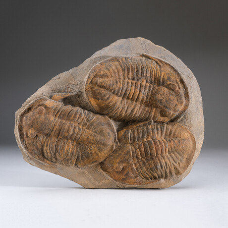 Genuine Trilobite (Ptychopariida) Clustered Fossil on Matrix + Acrylic Display Stand v.1