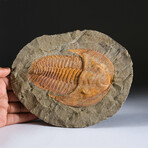 Genuine Trilobite (Ptychopariida) Clustered Fossil on Matrix + Acrylic Display Stand v.2