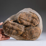 Genuine Trilobite (Ptychopariida) Clustered Fossil on Matrix + Acrylic Display Stand v.1