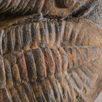 Genuine Trilobite (Ptychopariida) Clustered Fossil on Matrix + Acrylic Display Stand v.1