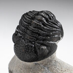 Genuine Trilobite Fossil (Ptychopariida) on Matrix + Acrylic Display Stand v.6