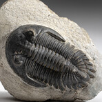 Genuine Trilobite Fossil (Ptychopariida) on Matrix + Acrylic Display Stand v.5