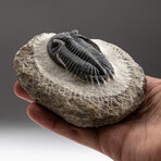 Genuine Trilobite Fossil (Ptychopariida) on Matrix + Acrylic Display Stand v.3