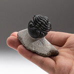 Genuine Trilobite Fossil (Ptychopariida) on Matrix + Acrylic Display Stand v.6