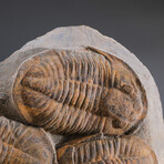 Genuine Trilobite (Ptychopariida) Clustered Fossil on Matrix + Acrylic Display Stand v.1