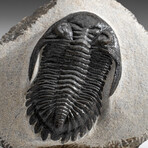 Genuine Trilobite Fossil (Ptychopariida) on Matrix + Acrylic Display Stand v.4