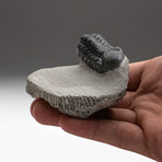 Genuine Trilobite Fossil (Ptychopariida) on Matrix + Acrylic Display Stand v.1