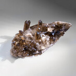 Genuine Natural Smoky Quartz Crystal Cluster v.5