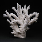 Genuine Branch Coral