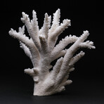 Genuine Branch Coral