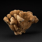 Genuine Brown Cat's Paw Coral