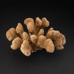 Genuine Brown Cat's Paw Coral