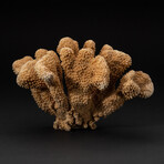 Genuine Brown Cat's Paw Coral