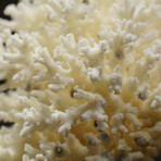 Genuine Natural Lace Coral