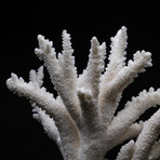 Genuine Branch Coral