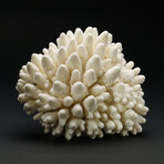 Genuine Natural Finger Coral v.2