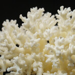 Genuine Natural Lace Coral