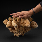 Genuine Brown Cat's Paw Coral