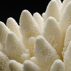 Genuine Natural Finger Coral v.2