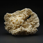 Genuine Natural White Ridge Coral