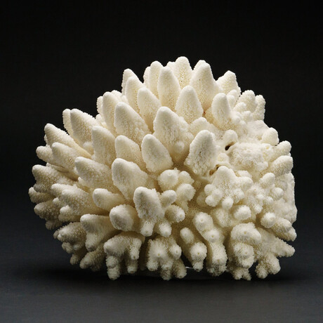 Genuine Natural Finger Coral v.2