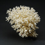 Genuine Natural Lace Coral