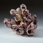 Genuine Natural Purple Acorn Barnacle v.2