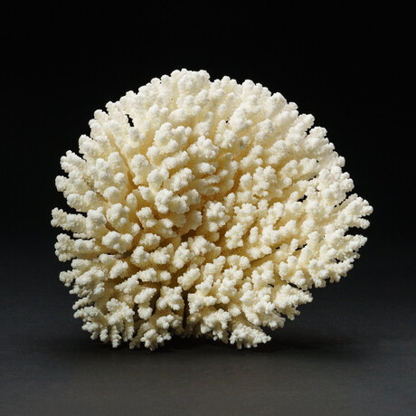 Genuine Natural Stem Coral