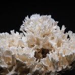 Genuine Lettuce Coral v.3