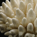 Genuine Natural Finger Coral v.2