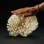 Genuine Natural Stem Coral