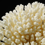 Genuine Natural Stem Coral