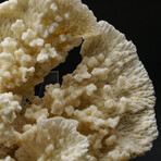 Genuine Natural White Ridge Coral