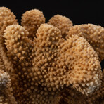 Genuine Brown Cat's Paw Coral