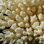 Genuine Natural Stem Coral